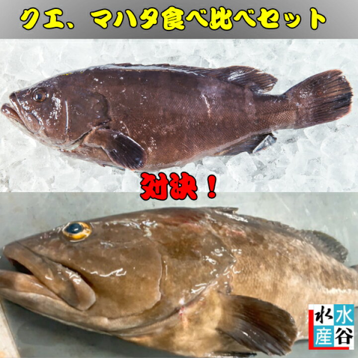 楽天市場 クエかマハタか 対決 食べ比べセット 送料無料 クエとマハタの鍋用セット クエ マハタ 海鮮鍋 豪華2種類 お得セット お家ごはん 大人数 年末年始 水谷水産