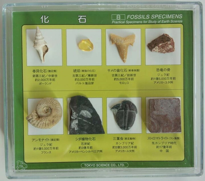 楽天市場】化石標本8種 : エムラインストア