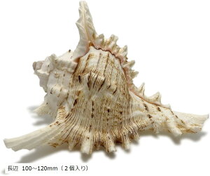 yyVLO1ʓ܁zC̑蕨 TCY eOKC Lk 2Zbg Be nCA } CeA  100|120mmS-34  100`120mmi2j