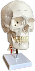 xOzŕtW͌^ l̖͌^ wÖ@mďC g _oƒōt