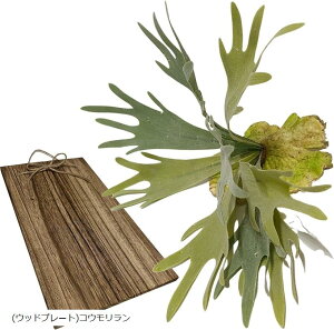 tFCNO[ ϗtA nMO v^[ Zbg SW2084 GAvc `WAEXlICfX Ebhv[gRE (nMOv^[)EXlICfX