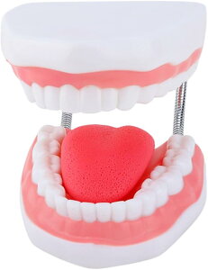 【楽天ランキング1位入賞】歯 模型 歯医者 おもちゃ 歯磨き 舌模型 教育 上顎/下顎モデル