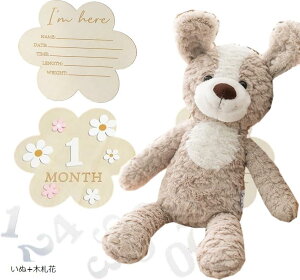 BeZbgt t@[XggC  n[to[Xf[ 100j }Cxr[Xg ʂ 蕨 Mtg oYj +؎D +؎D p_+؎D +؎D