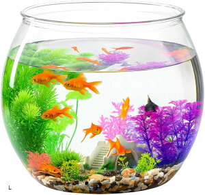   AN vX`bN 傫 ۂ AN L M