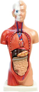 l̖͌^ C ̃pY p U ~j  RpNg