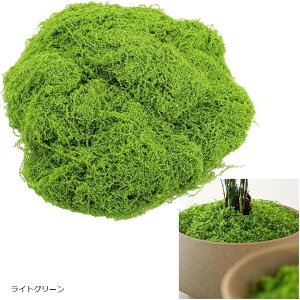 lH tFCNX ϗtA WI} ~  esv ͂Ȃ Cg O[