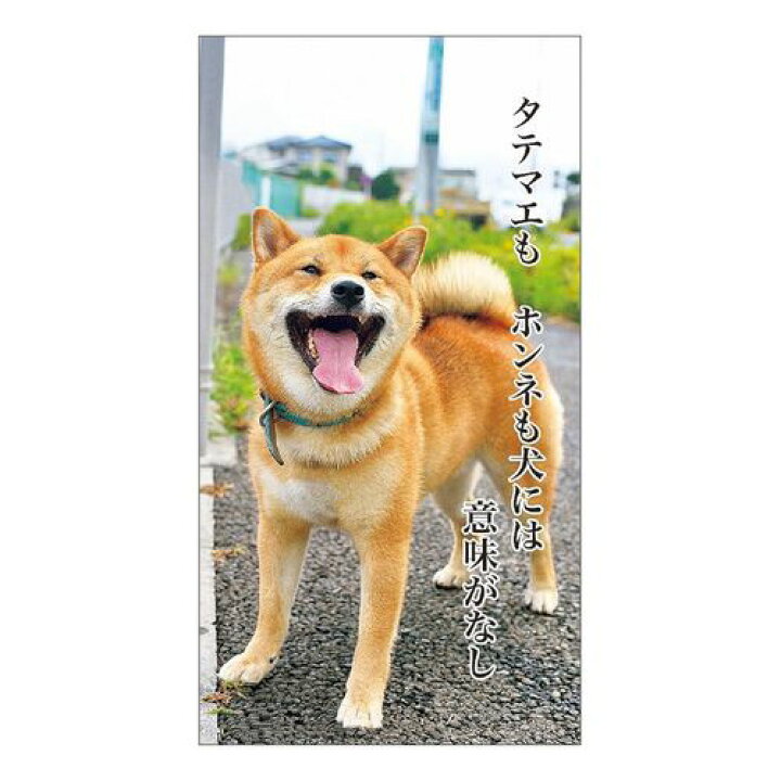 楽天市場 卓上 犬川柳 22年 カレンダー スケジュール いぬ ドッグ Apj かわいい 動物 写真 書き込み 令和4年 暦 メール便可 マシュマロポップ ガールズ雑貨通販マシュマロポップ