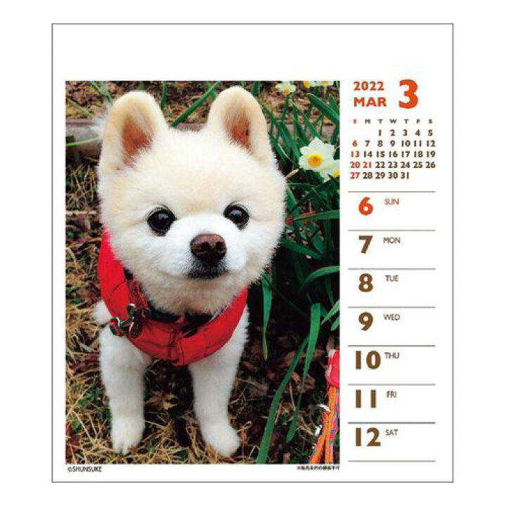 楽天市場 卓上 犬 俊介 ポメラニアン 週めくりミニ 22 カレンダー スケジュール いぬ ドッグ Apj かわいい 動物 写真 書き込み 令和4年 暦 メール便可 マシュマロポップ ガールズ雑貨通販マシュマロポップ 楽天市場 卓上 犬 俊介 ポメラニアン 週めくりミニ 22 カレンダー スケジュール いぬ ドッグ Apj かわいい 動物 写真 書き込み 令和4年 暦 メール便可 マシュマロポップ ガールズ雑貨通販マシュマロポップ