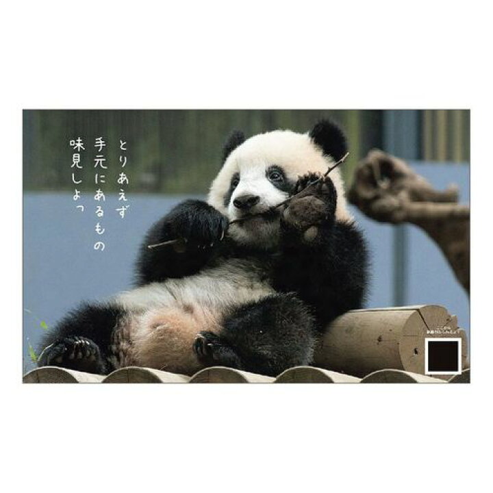 楽天市場 壁掛け シャンシャン パンダ 川柳 22 カレンダー スケジュール Apj かわいい 動物 写真 書き込み 令和4年 暦 マシュマロポップ ガールズ雑貨通販マシュマロポップ