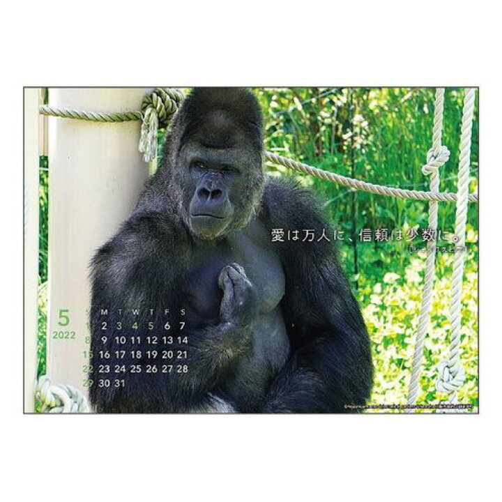 楽天市場 卓上 シャバーニ 格言 22 カレンダー スケジュール ゴリラ Apj かわいい 動物 写真 書き込み 令和4年 暦 メール便可 マシュマロポップ ガールズ雑貨通販マシュマロポップ 楽天市場 卓上 シャバーニ 格言 22 カレンダー スケジュール ゴリラ Apj かわいい 動物 写真 書き込み 令和4年 暦 メール便可 マシュマロポップ ガールズ雑貨通販マシュマロポップ