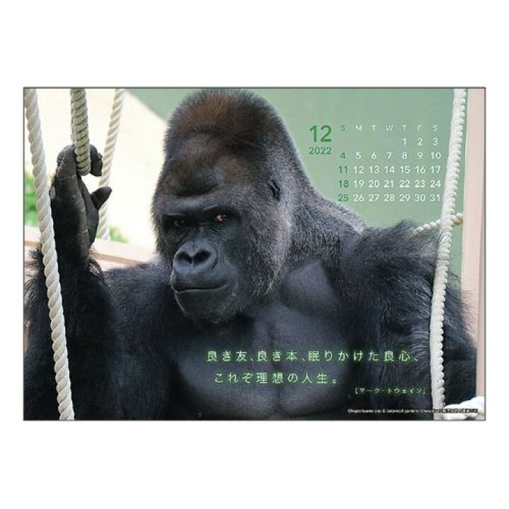 楽天市場 卓上 シャバーニ 格言 22 カレンダー スケジュール ゴリラ Apj かわいい 動物 写真 書き込み 令和4年 暦 メール便可 マシュマロポップ ガールズ雑貨通販マシュマロポップ 楽天市場 卓上 シャバーニ 格言 22 カレンダー スケジュール ゴリラ Apj かわいい 動物 写真 書き込み 令和4年 暦 メール便可 マシュマロポップ ガールズ雑貨通販マシュマロポップ