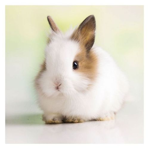 楽天市場 壁掛け 22年 カレンダー Rabbits ウサギ Artwork Studios 写真 動物 インテリア 令和4年暦 マシュマロポップ ガールズ雑貨通販マシュマロポップ