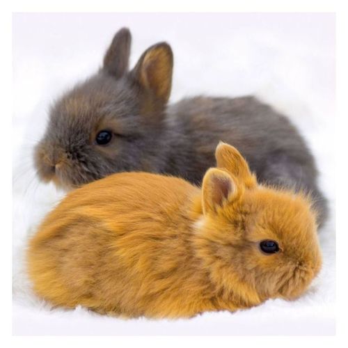 楽天市場 壁掛け 22年 カレンダー Rabbits ウサギ Artwork Studios 写真 動物 インテリア 令和4年暦 マシュマロポップ ガールズ雑貨通販マシュマロポップ