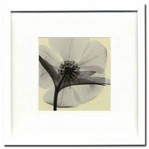 i Steven N. Mayers Hellebore-small ISM-14136 X-Ray PHOTOGRAPHY CeAA[g|X^[zt