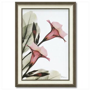 LoX A[g X RAY gybgt[ MTCY t[ A[g  tHg CeAObY i }V}|bv