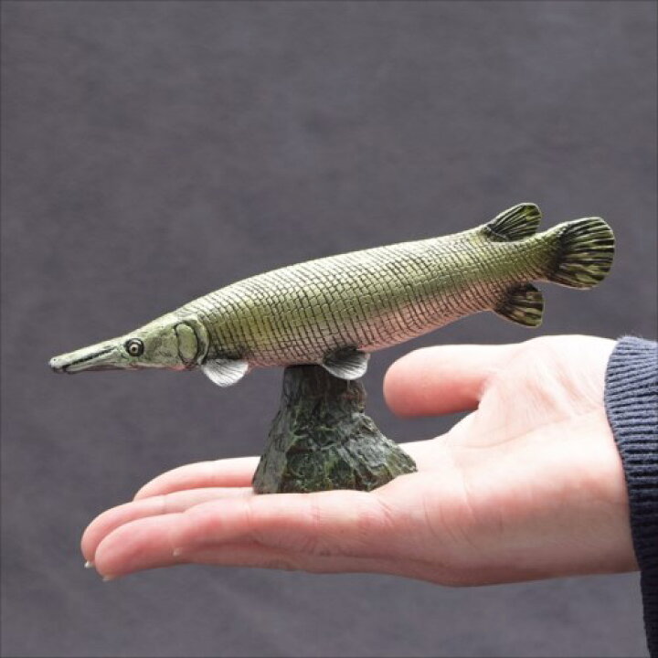 楽天市場 ソフトモデルフィギュア マンファリ キューバンガー フィギュア 古代魚 フェバリット 古生物 インテリア 雑貨 玩具グッズ マシュマロポップ ガールズ雑貨通販マシュマロポップ