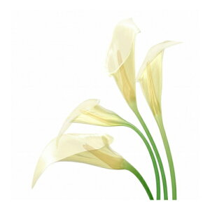 LoXA[g Petit Canvas Art White Calla 300x300mm H ZPT-62066 Mtg Ǌ| CeA i }V}|bv