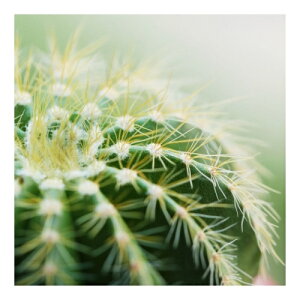 LoXA[g Petit Canvas Art JN^X 300x300mm H ZPT-62069 Mtg Ǌ| CeA i }V}|bv