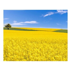 LoXA[g Petit Canvas Art ؂̉Ԕ 500x400mm H ZPT-62080 Mtg Ǌ| CeA i }V}|bv