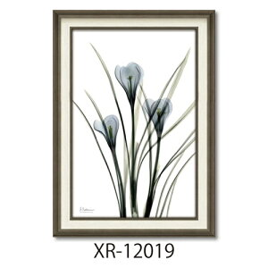 �y�|�C���g10�{ & �N�[�|���I�z�t�����[�A�[�g �A���o�[�g�N�[�c�B�[�� X RAY�L�����o�X�A�[�g �N���b�J�X M�T�C�Y ���[�p���[ XR-12019 �z�t�� �C���e���A ���i �}�V���}���|�b�v