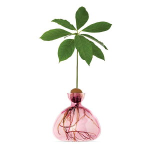 ILEX STUDIOAVOCADO VASE A{Jh x[X킩Ă A{Jhmmis V CeA