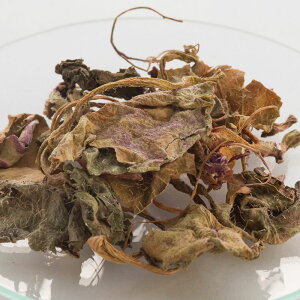 y15%OFFZ[zm^100g hCn[u GLXo XLPA wAPA  RX ϕi Ό ΂  ޗ n[u