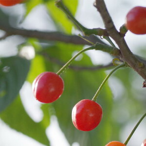 Ch`F[Et[o[^10ml  Lh [hft[U[ A} Â RX nhCh ϕi Ό ΂  ޗ f  t[c 