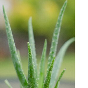 N[o[&AGEtOX^30ml Lh A} A}  RX ϕi ϕi Ό ΂  ޗ f Lh