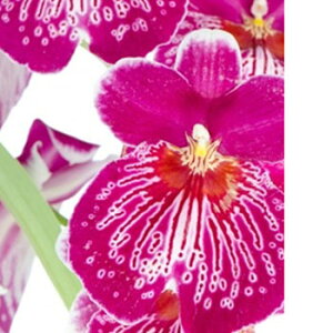 y15%OFFZ[zo[YIup_CXEtOX^10ml Lh A} A}  RX ϕi ϕi Ό ΂  ޗ f Lh