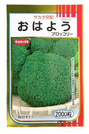 おはよう　2000粒　ブロッコリー　種子