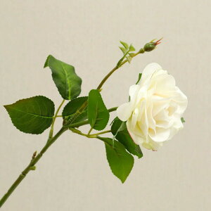 VNt[ _  _[Nbh A 3F [Y CeA 11{ sN  AW  ԑ ֑}   { tFCNt[ CeA u[P z