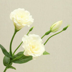  CeA  { j[ LLE _ sN zCg _[Nbh 2_Zbg CeA  ԑ u[P tFCNt[ AW A ֑} 31{  V