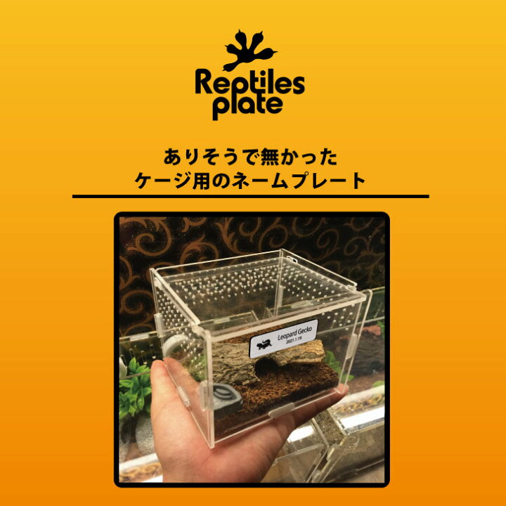 楽天市場 送料無料 レプタイルズ プレート Mサイズ イエアメガエル ケージ 水槽 レプタイルボックス 虫かご用 銘板 名札 ネームプレート パルダリウム テラリウム アクアリウム カエル Mo U Ra