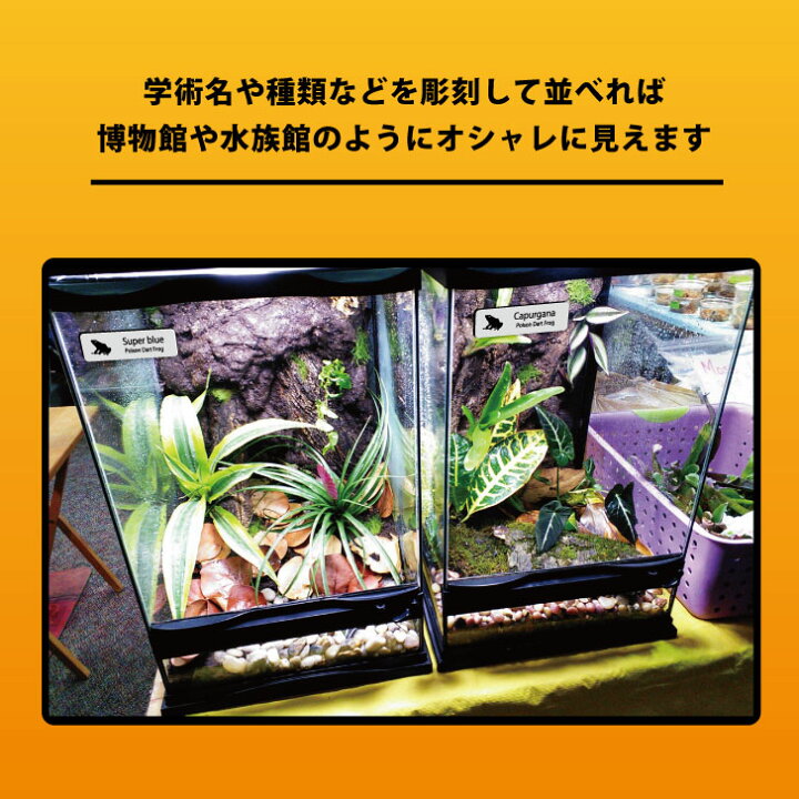 楽天市場 マラソン Pアップ レプタイルズ プレート Sサイズ イエアメガエル ケージ 水槽 レプタイルボックス 虫かご用 銘板 名札 ネームプレート パルダリウム テラリウム アクアリウム カエル Mo U Ra