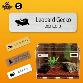 楽天市場 イエアメガエル 生体の通販