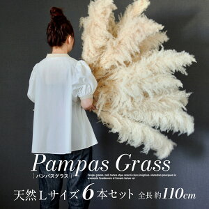 hCt[ VR  CeA XbO ԑ ԍ ϗtA [X u[P  Vv k ؍ ӂӂ rO _CjO a  PampasGrass(ppXOX) LTCY 110cm