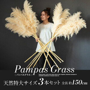 hCt[ VR  CeA XbO ԑ ԍ ϗtA [X u[P  Vv k ؍ ӂӂ rO _CjO a  PampasGrass(ppXOX) TCY 