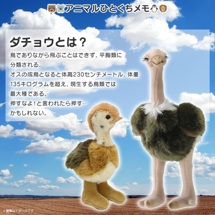 楽天市場 スーパーセール ぬいぐるみ 鳥 ダチョウ だちょう Sm018 9631 100 1 Sky アニマル 動物 リアル太洋産業貿易 モバイルランド