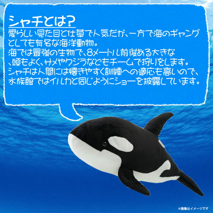楽天市場 ぬいぐるみ シャチ クジラ くじら Sm111 0806 100 1 Sea 海に暮らす生き物たち 哺乳類 魚 Sサイズ太洋産業貿易 宅配便配送 モバイルランド