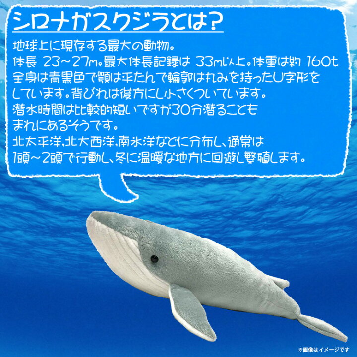 楽天市場 ぬいぐるみ シロナガスクジラ くじら ホエール Sm2 2466 100 1 Sea 海に暮らす生き物たち 哺乳類 魚 Sサイズ太洋産業貿易 宅配便配送 モバイルランド