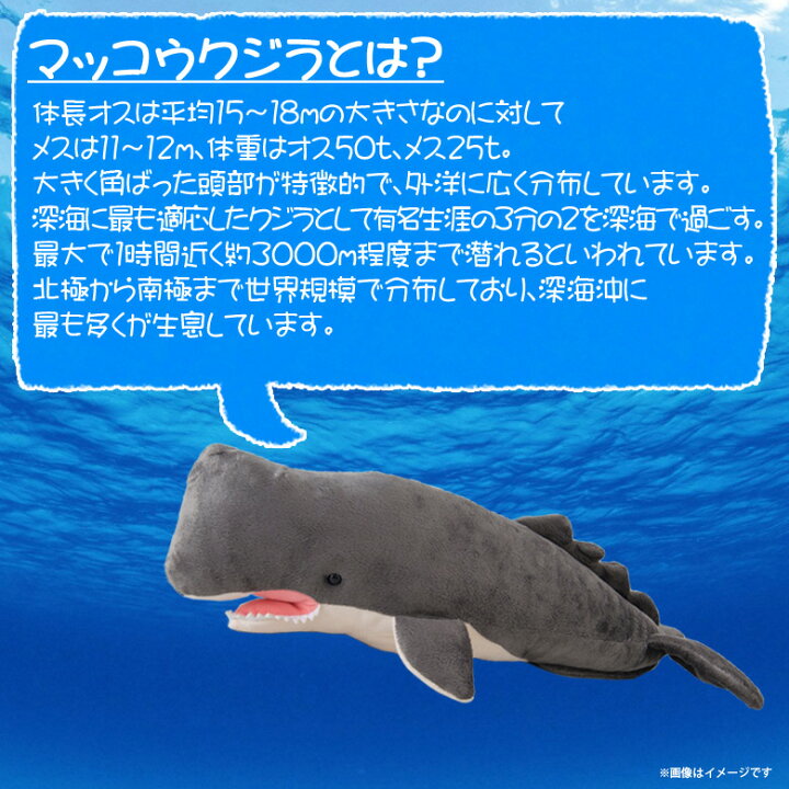 楽天市場 ぬいぐるみ マッコウクジラ くじら ホエール Sm2 2473 100 1 Sea 海に暮らす生き物たち 哺乳類 魚 Sサイズ太洋産業貿易 宅配便配送 モバイルランド