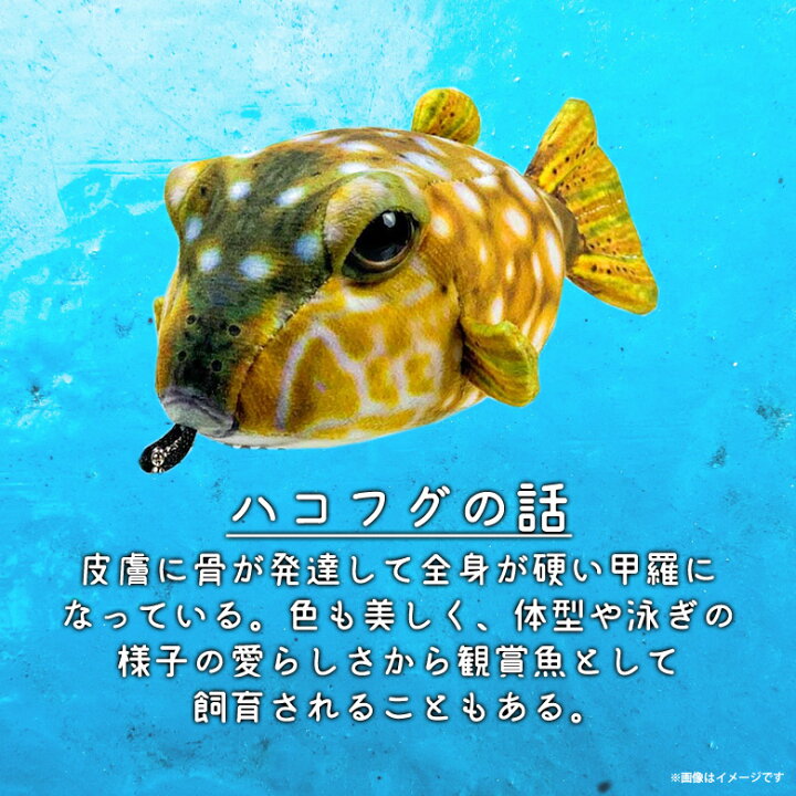 楽天市場 ぬいぐるみ 魚 ハコフグ メス イエロー さかなくんプロデュース Sk014 1734 おさかなぬいぐるみ マスコット キーホルダー 海の生き物 リアル太洋産業貿易 モバイルランド