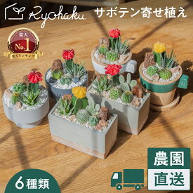 【楽天1位】＼ 農園直送 ／ サボテン 寄せ植え 6種類 緋牡丹 ヒボタン ボタン 牡丹 観葉植物 植物 育てやすい 初心者向け 簡単 水やり デスク 卓上 玄関 キッチン リビング 北欧 インテリア 本物 ミニ 小型