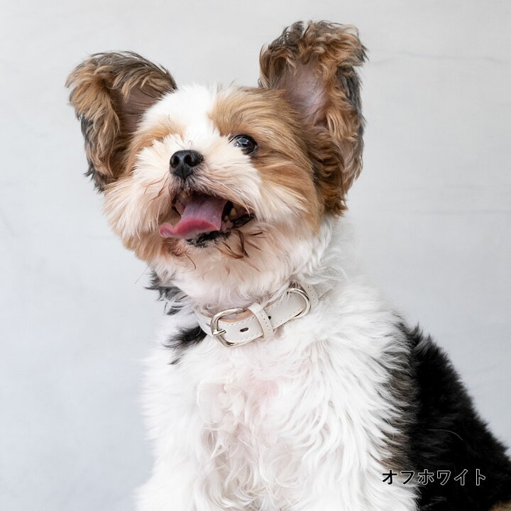 楽天市場 犬 首輪 おしゃれ 犬 首輪 革 日本製 犬 首輪 かわいい 犬 首輪 かっこいい 犬の首輪 犬 首輪 小型犬 超小型犬 革 日本製 革製 皮 本革 レザー おしゃれ かわいい ペット用品 犬用品 カラー シンプル 10mm 15mm