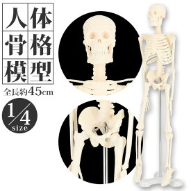 人体模型 楽天 骨格標本 骨格模型 人体骨格標本 人体骨格模型 全身骨格 骸骨 置物 45cm 1/4 模型 人体モデル 稼動 直立 教育用 教材 ハロウィン おもちゃ ガイコツ インテリア