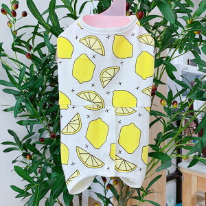 p㕞  yV ybg ybg L lR p Ck p㒅pEFA 앞 GUxXJ[  pEFA p hbOEFA p  rߖh~  ی  lGp D 