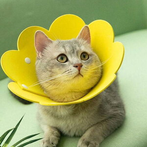 8_Zbg GUxXJ[ GJ p Lp ybgpi pی  p RۏL p㕞 r r h~  畆 ×p