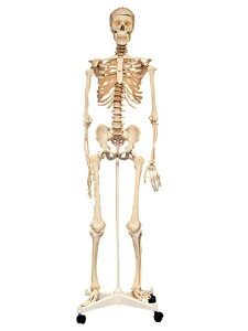 y^iz F Sgi 160cm l̉U͌^