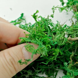 楽天市場 乾燥 苔の通販