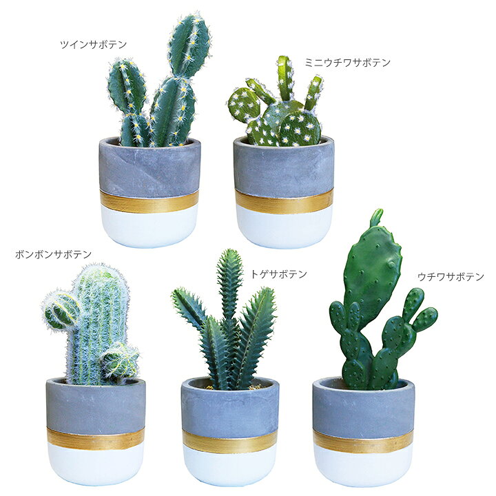 楽天市場 インテリアグリーン 光触媒 サボテンst 半永久的に消臭効果 水のいらない観葉植物 抗菌 防汚 浄化 空気清浄 フェイクグリーン おしゃれ トイレ 玄関 洗面所 虫 居間 猫 小型 枯れない 卓上 デスク コンパクト 多肉植物 寄せ植え Moewe Global メーヴェ